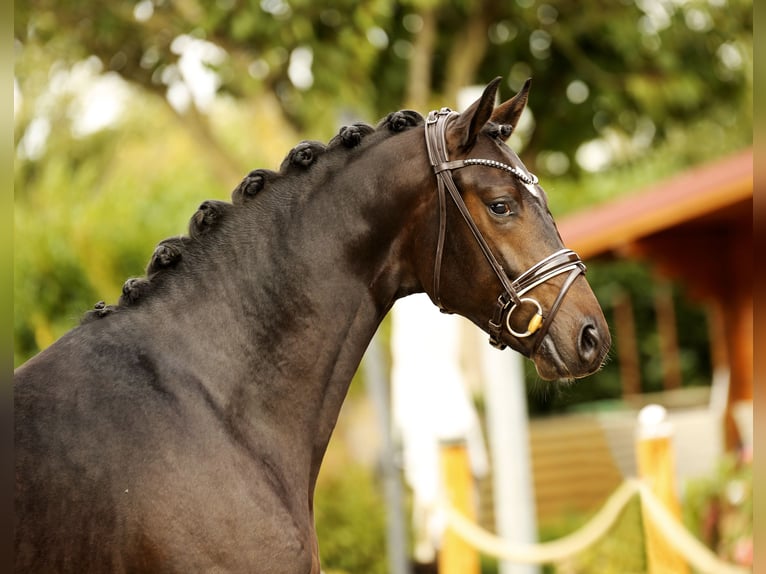 Oldenburg Stallion 2 years in Diepholz