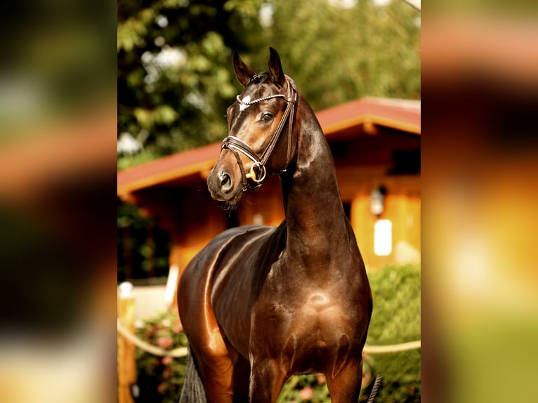 Oldenburg Stallion 2 years in Diepholz