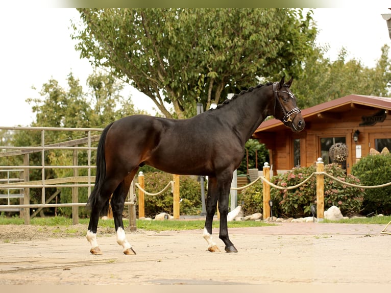Oldenburg Stallion 2 years in Diepholz
