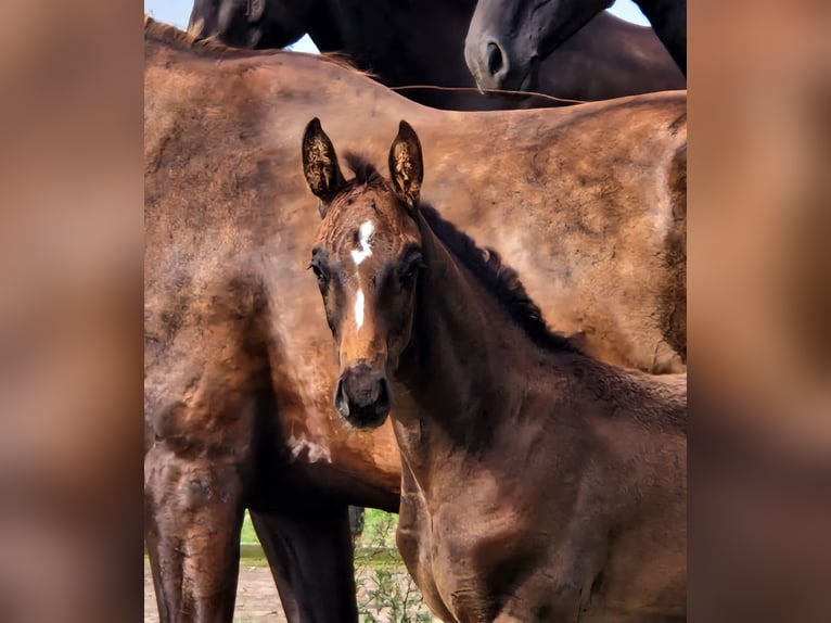 Oldenburg Stallion 2 years in Ehrenburg