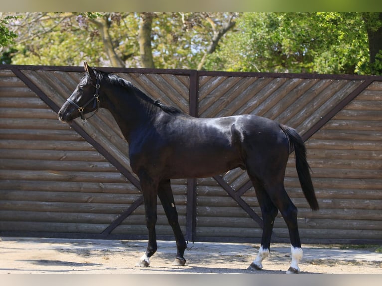 Oldenburg Stallion 2 years in Mishawaka