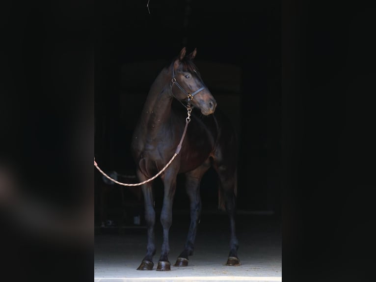 Oldenburg Stallion 2 years in Stud