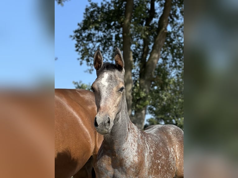 Oldenburg Stallion 2 years Gray in Bremen