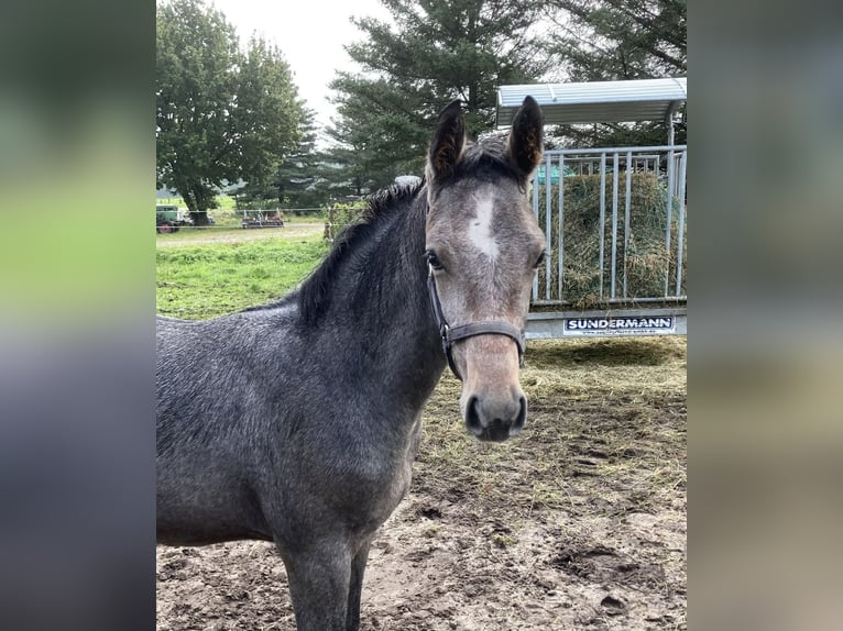 Oldenburg Stallion 2 years Gray in Bremen