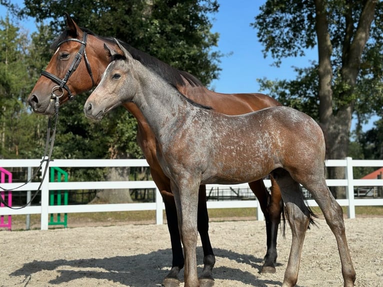 Oldenburg Stallion 2 years Gray in Bremen