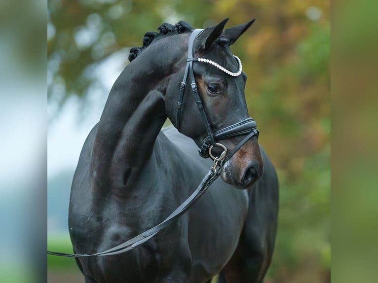 Oldenburg Stallion 2 years Smoky-Black in Rostock