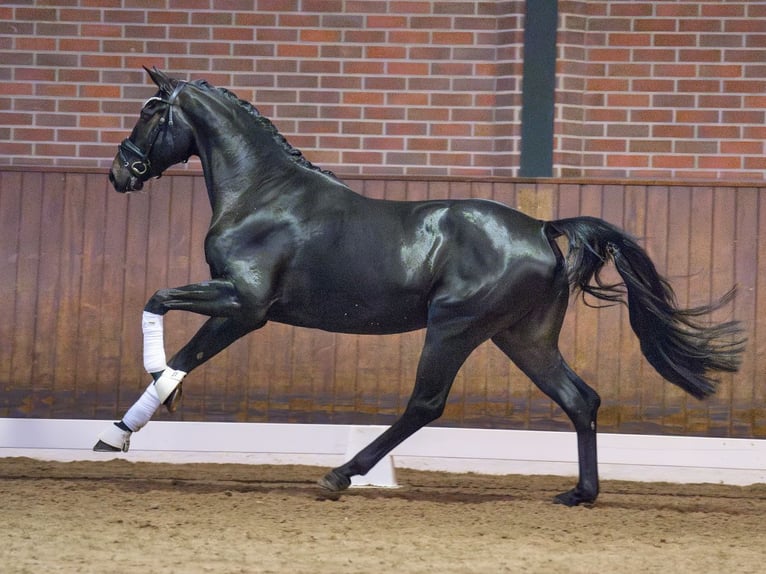 Oldenburg Stallion 2 years Smoky-Black in Rostock