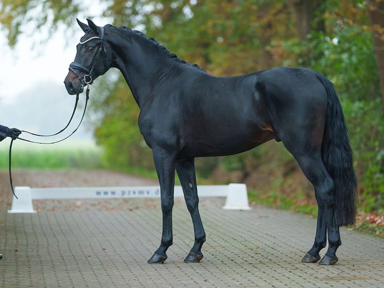 Oldenburg Stallion 2 years Smoky-Black in Rostock