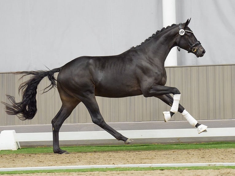 Oldenburg Stallion 2 years Smoky-Black in Münster-Handorf