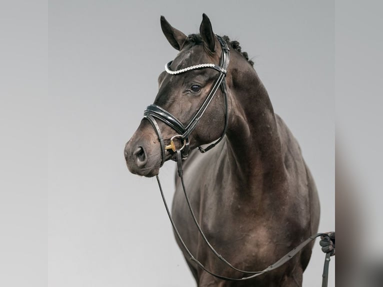 Oldenburg Stallion 2 years Smoky-Black in Münster-Handorf