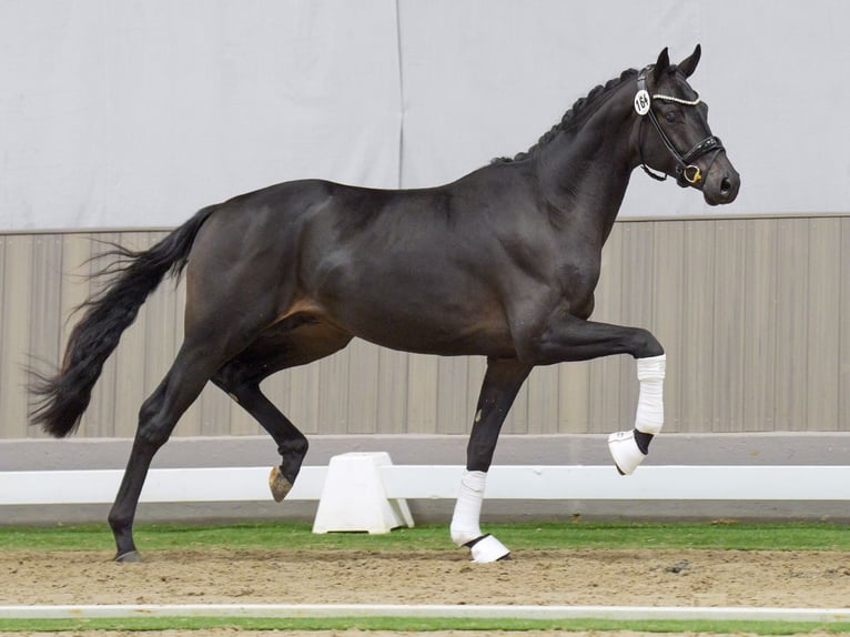 Oldenburg Stallion 2 years Smoky-Black in Münster-Handorf