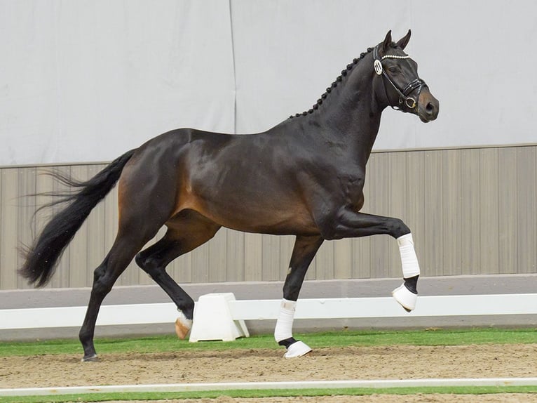 Oldenburg Stallion 2 years Smoky-Black in Münster-Handorf