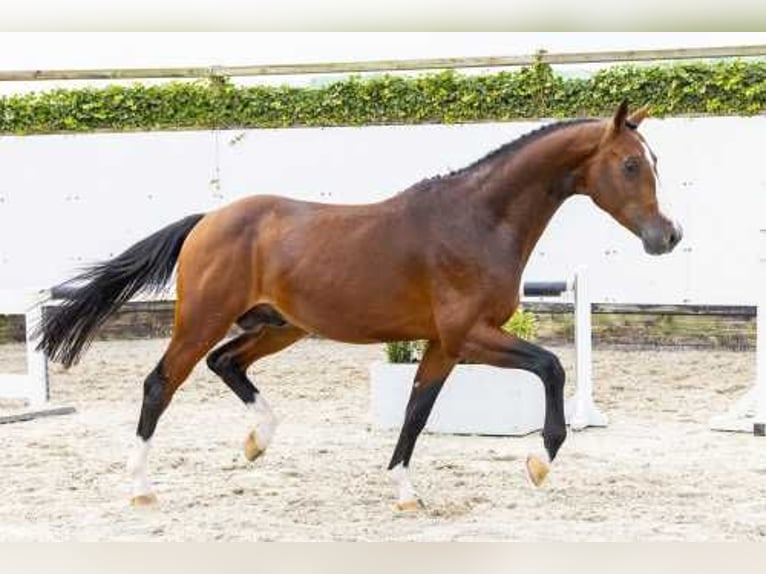 Oldenburg Stallion 3 years 15,1 hh Bay-Dark in Waddinxveen