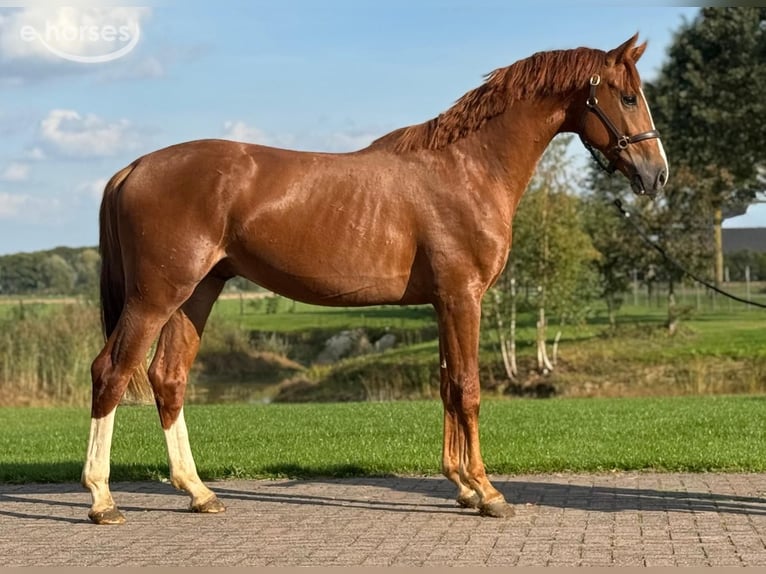 Oldenburg Stallion 3 years 15.3 hh Chestnut-Red in Zieuwent