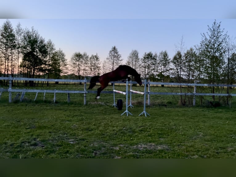 Oldenburg Stallion 3 years 15,2 hh Brown in Myszyniec