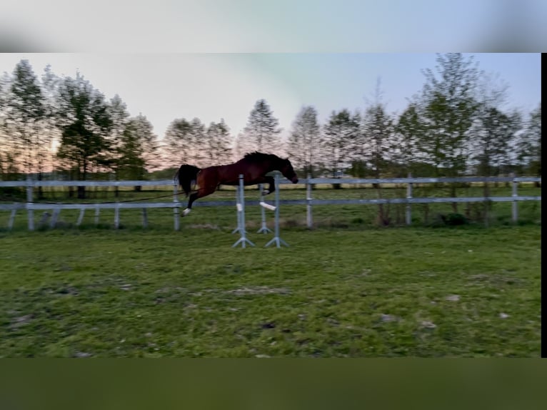 Oldenburg Stallion 3 years 15,2 hh Brown in Myszyniec