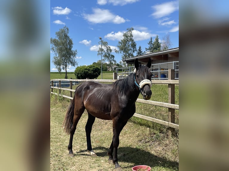 Oldenburg Stallion 3 years 15,2 hh Smoky-Black in Dunningen