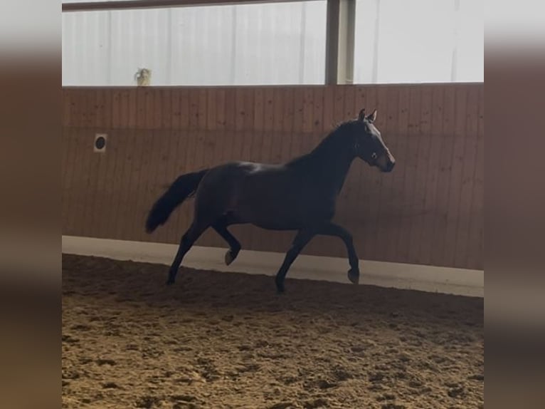 Oldenburg Stallion 3 years 15,3 hh Bay-Dark in Verl