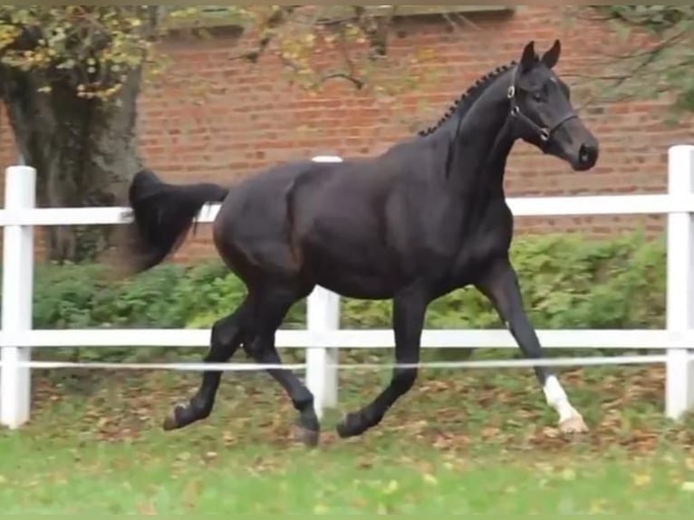 Oldenburg Stallion 3 years 16,1 hh Bay-Dark in Tass