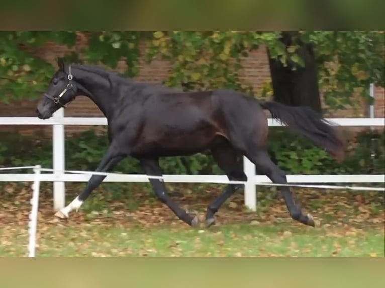 Oldenburg Stallion 3 years 16,1 hh Bay-Dark in Tass