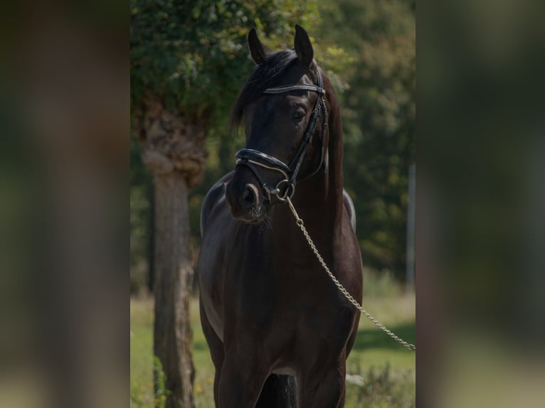 Oldenburg Stallion 3 years 16,1 hh Bay-Dark in SUSTEREN