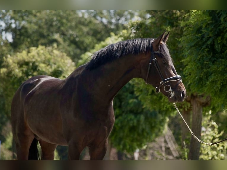 Oldenburg Stallion 3 years 16,1 hh Bay-Dark in Susteren