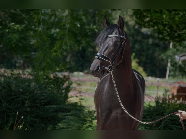 Oldenburg Stallion 3 years 16,1 hh Bay-Dark in SUSTEREN