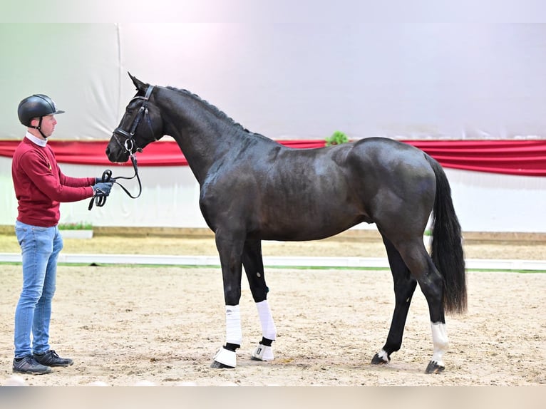 Oldenburg Stallion 3 years 16,1 hh Black in Syke
