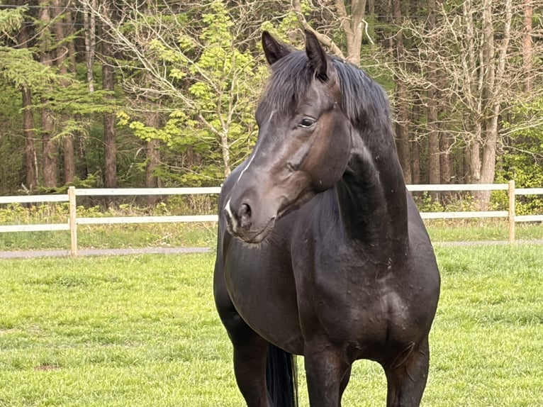 Oldenburg Stallion 3 years 16.1 hh Black in Werlte