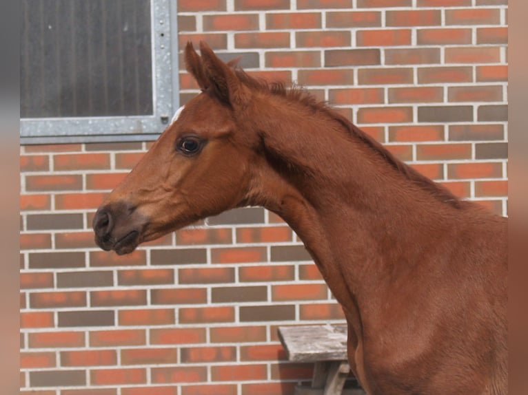 Oldenburg Stallion 3 years 16,1 hh Chestnut in Walchum