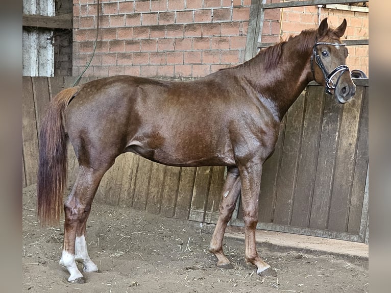 Oldenburg Stallion 3 years 16,1 hh Chestnut in Walchum