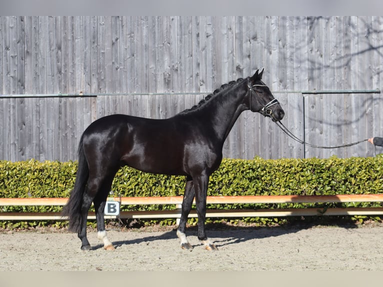 Oldenburg Stallion 3 years 16,2 hh Black in Reeßum