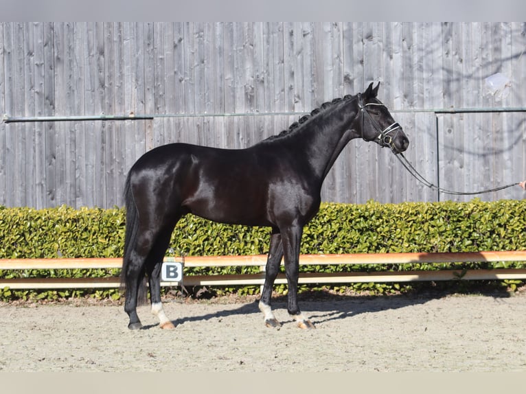 Oldenburg Stallion 3 years 16,2 hh Black in Reeßum