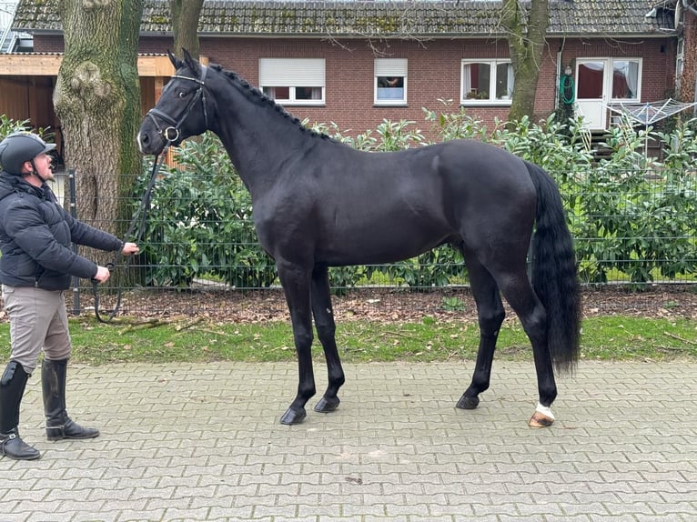 Oldenburg Stallion 3 years 16,2 hh Black in Visbek