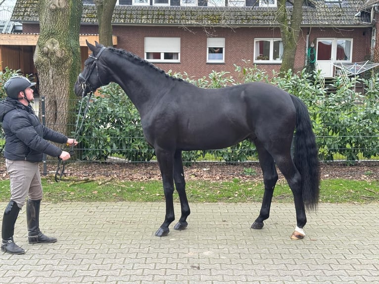 Oldenburg Stallion 3 years 16,2 hh Black in Visbek