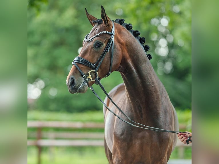 Oldenburg Stallion 3 years 16,2 hh Brown in Münster