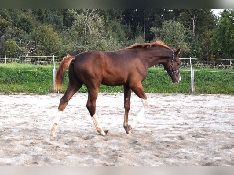 Oldenburg Stallion 3 years 16.3 hh Chestnut in Isny im Allgäu