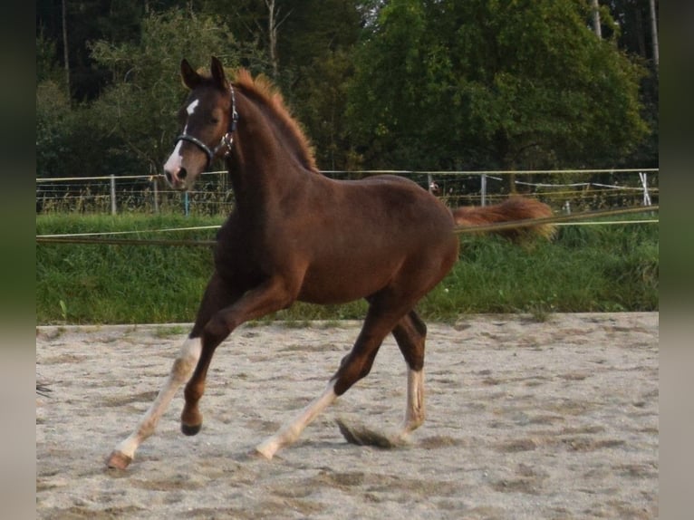 Oldenburg Stallion 3 years 16.3 hh Chestnut in Isny im Allgäu