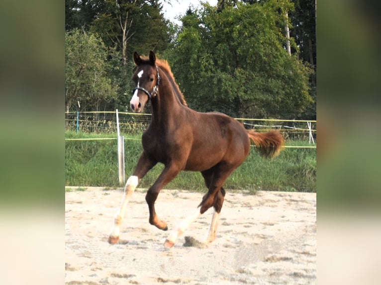 Oldenburg Stallion 3 years 16.3 hh Chestnut in Isny im Allgäu