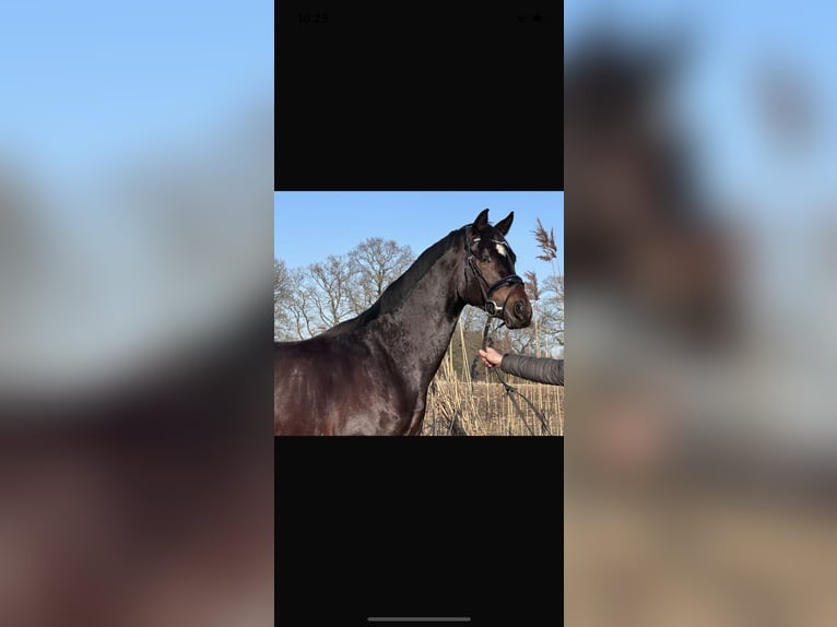 Oldenburg Stallion 3 years 16 hh Bay-Dark in Lünne