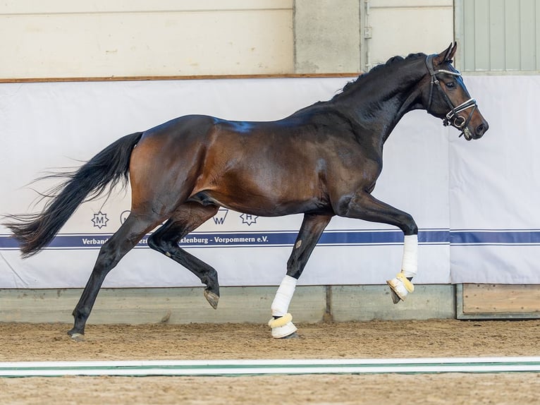 Oldenburg Stallion 3 years 16 hh Bay-Dark in Redefin