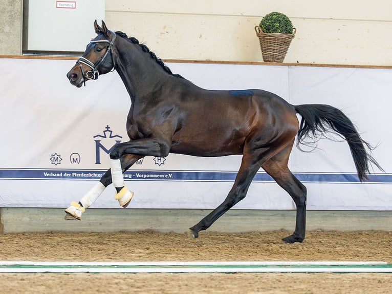 Oldenburg Stallion 3 years 16 hh Bay-Dark in Redefin