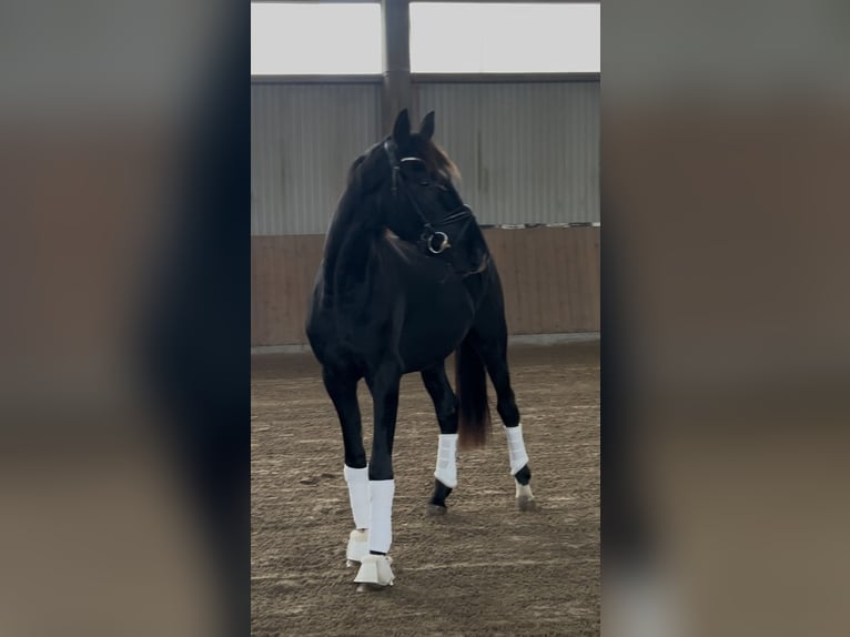 Oldenburg Stallion 3 years 16 hh Black in Syke