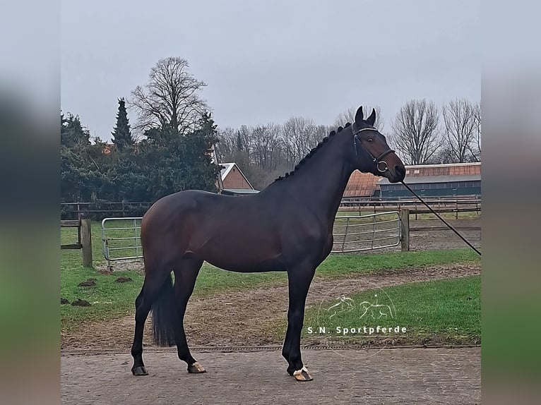 Oldenburg Stallion 3 years 16 hh Brown in Regesbostelre