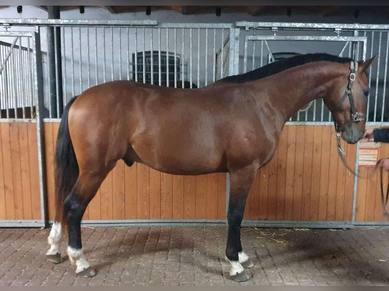 Oldenburg Stallion 3 years 16 hh Brown in Milicz