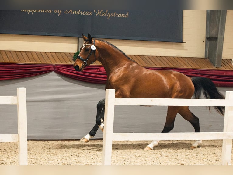 Oldenburg Stallion 3 years 16 hh Brown in Milicz