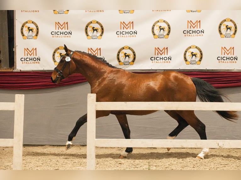 Oldenburg Stallion 3 years 16 hh Brown in Milicz