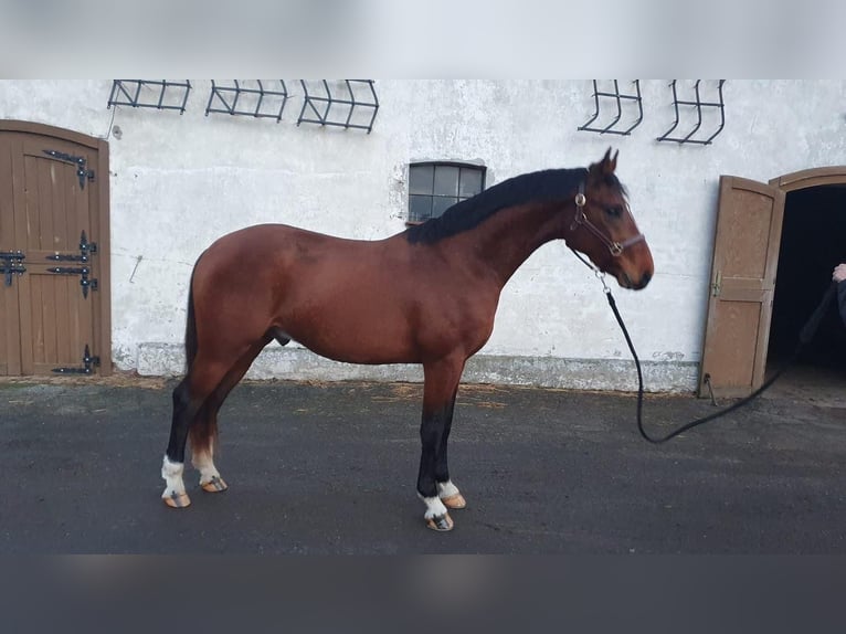 Oldenburg Stallion 3 years 16 hh Brown in Milicz
