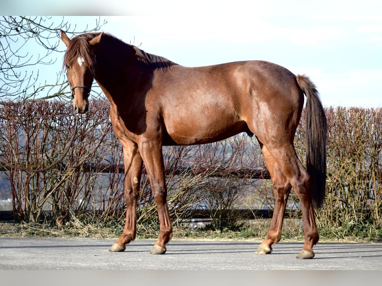 Oldenburg Stallion 3 years 16 hh Chestnut-Red in Huy