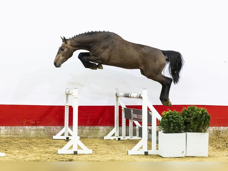 Oldenburg Stallion 3 years 16 hh  in Waddinxveen